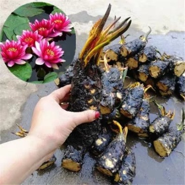 睡莲见水就活观赏睡莲粉色白色黃色红色水培睡莲