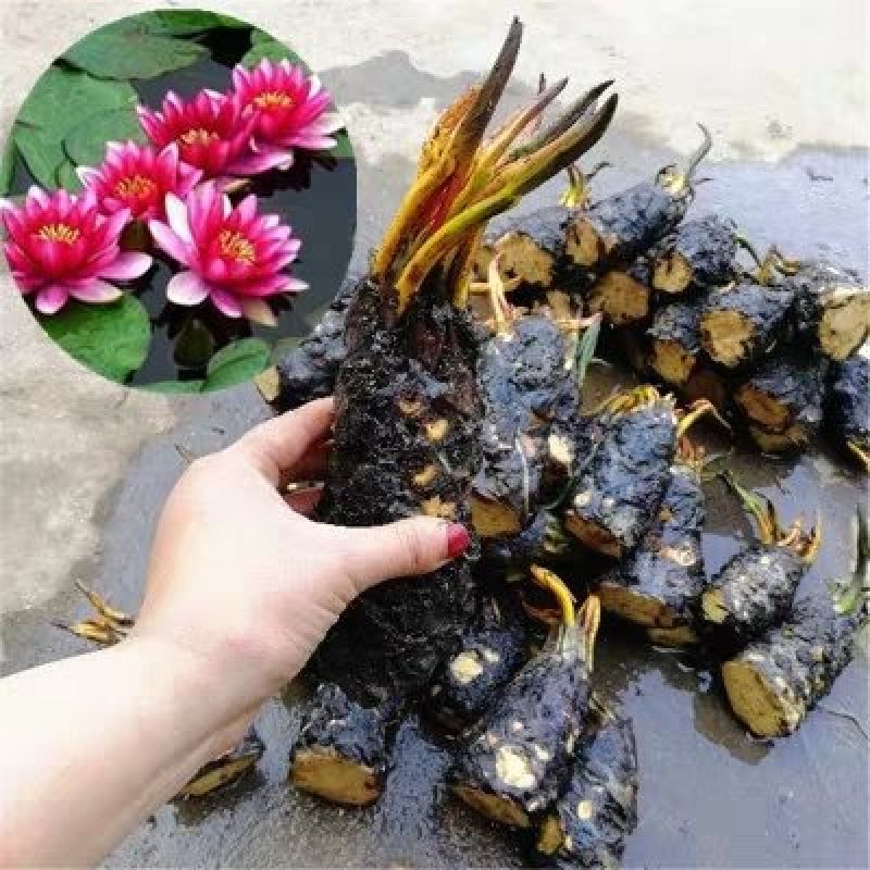 睡莲见水就活观赏睡莲粉色白色黃色红色水培睡莲