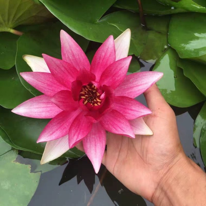 睡莲见水就活观赏睡莲粉色白色黃色红色水培睡莲