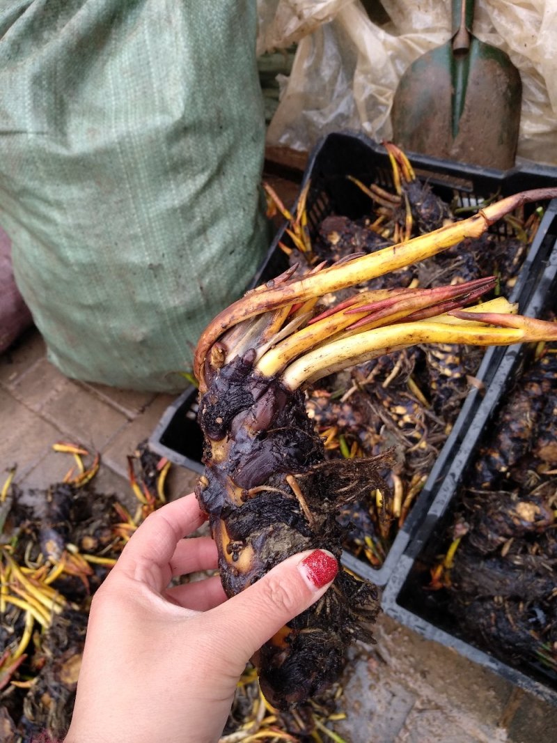 睡莲见水就活观赏睡莲粉色白色黃色红色水培睡莲