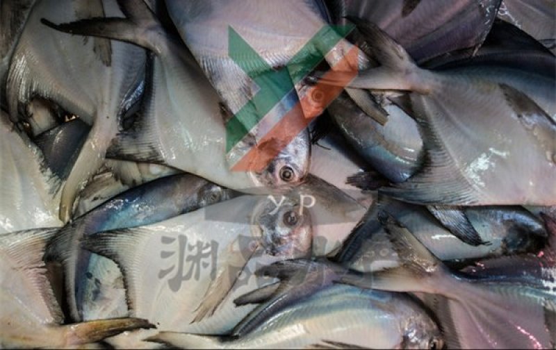 【渊品水产】养马岛海产品冰鲜鲳鱼