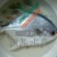 【渊品水产】养马岛海产品冰鲜鲳鱼