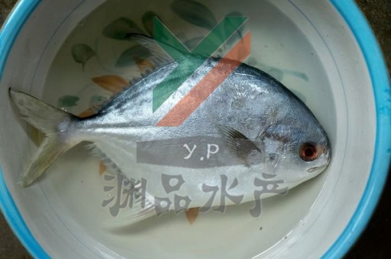 【渊品水产】养马岛海产品冰鲜鲳鱼