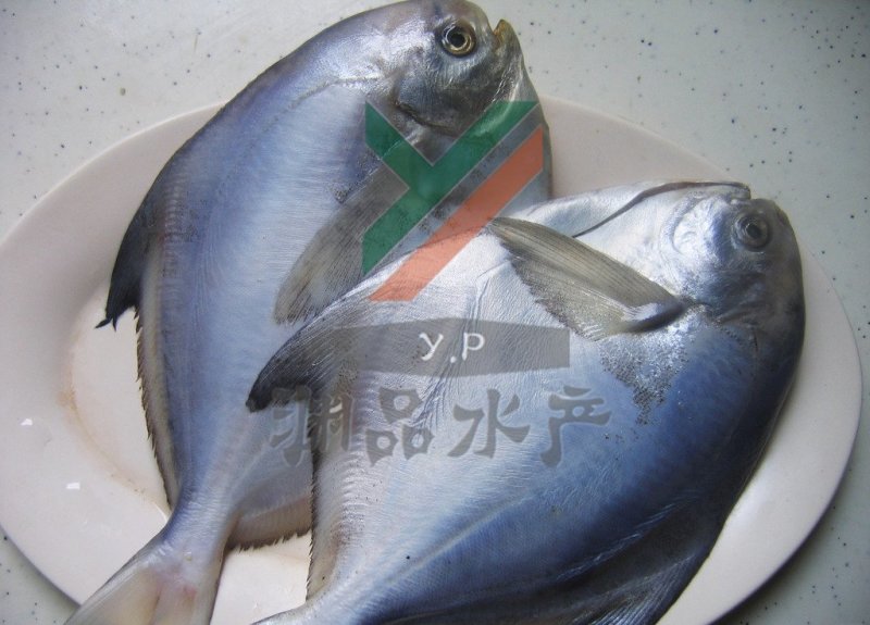 【渊品水产】养马岛海产品冰鲜鲳鱼