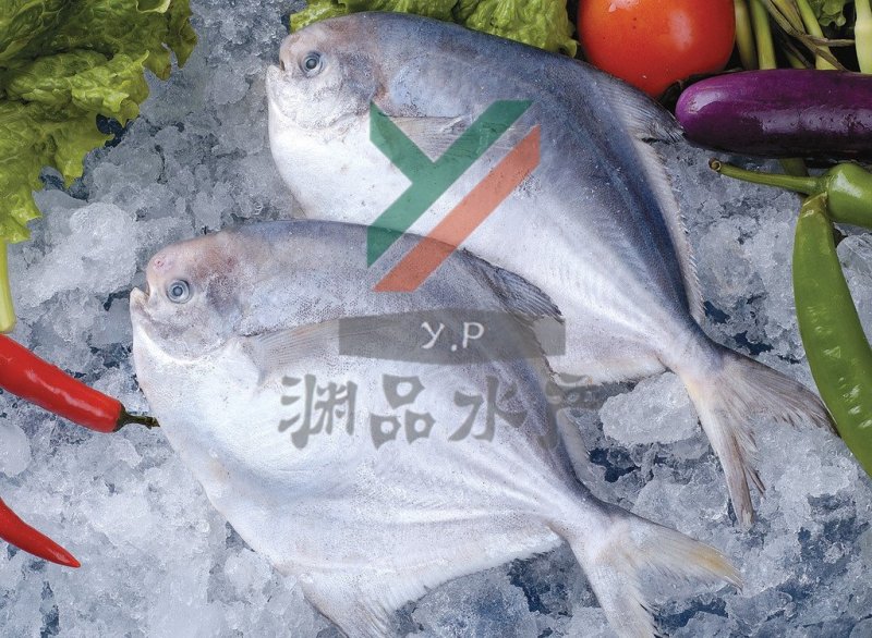【渊品水产】养马岛海产品冰鲜鲳鱼