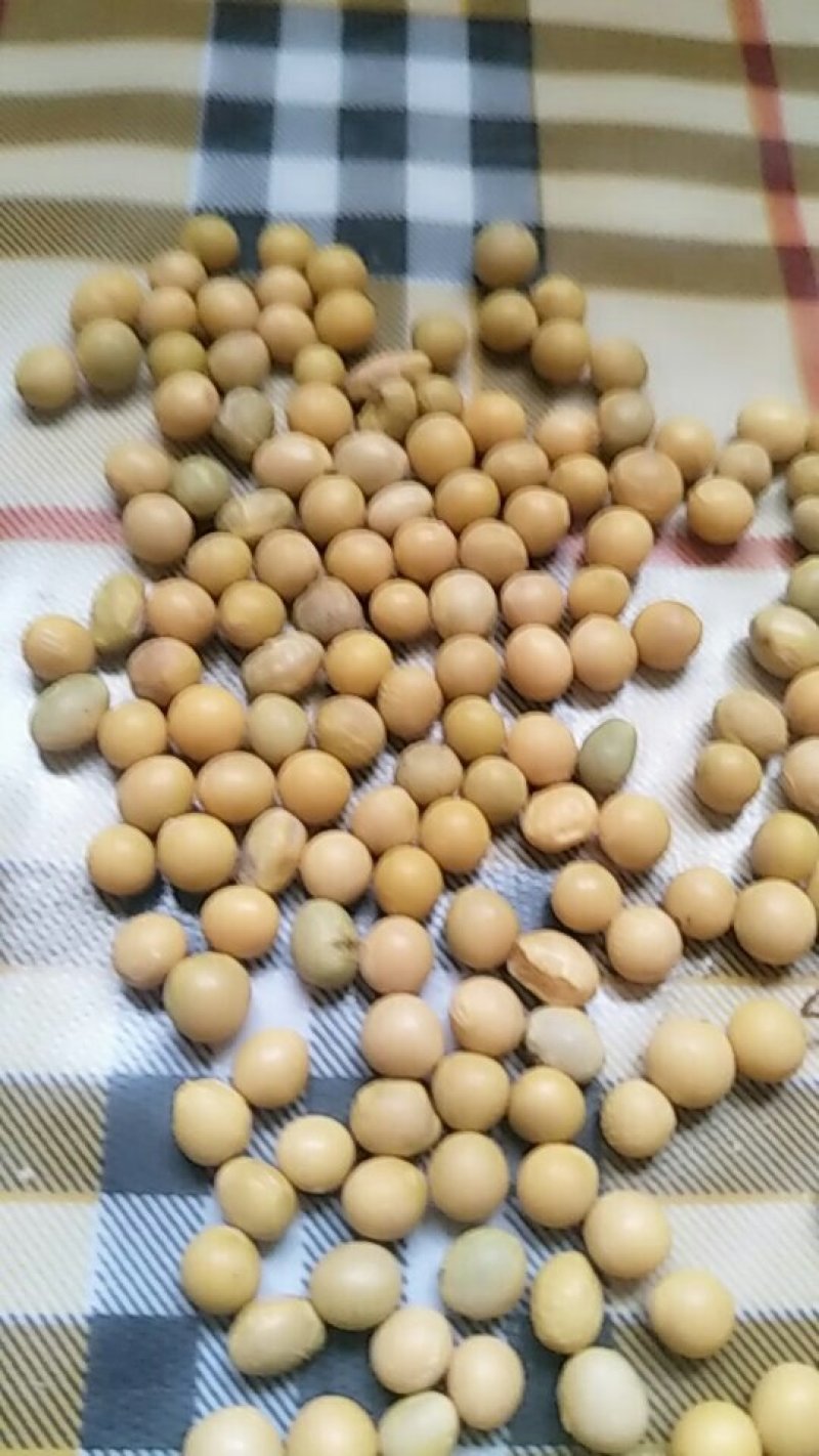 大豆