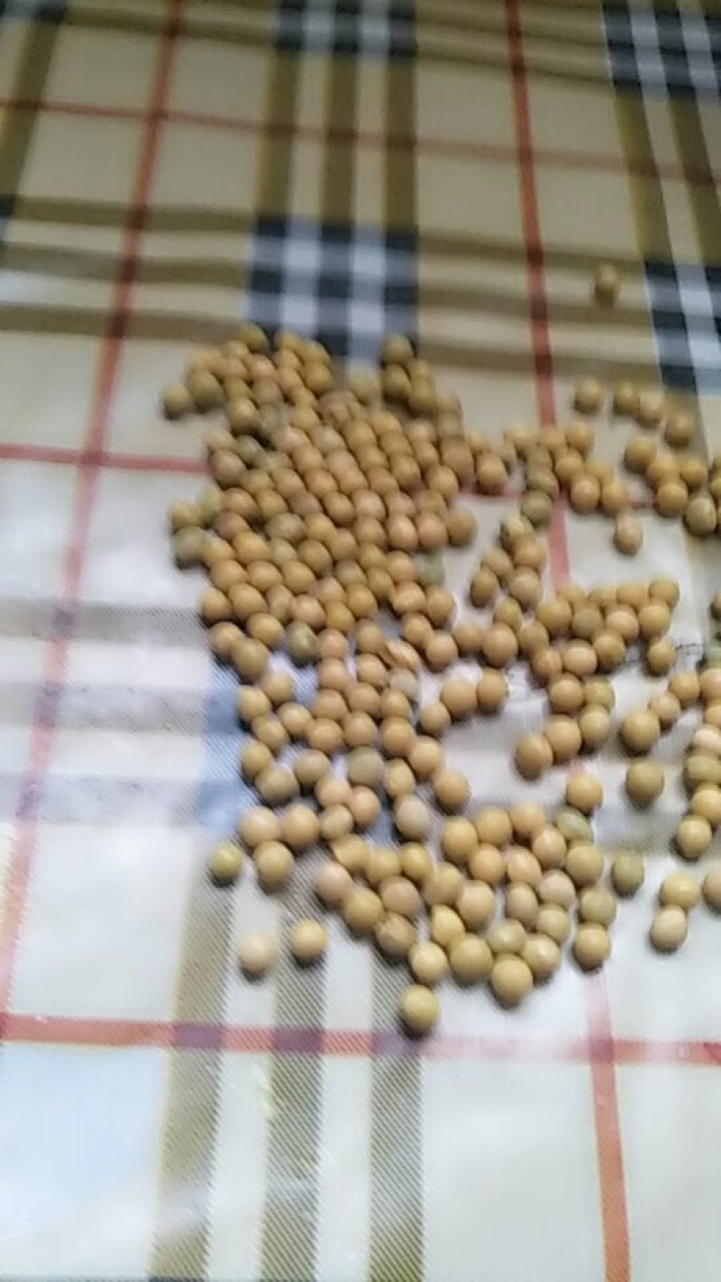 大豆
