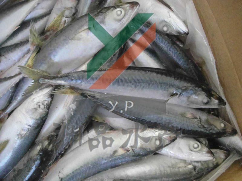 【渊品水产】养马岛特产深海海产品冰鲜鲐鱼