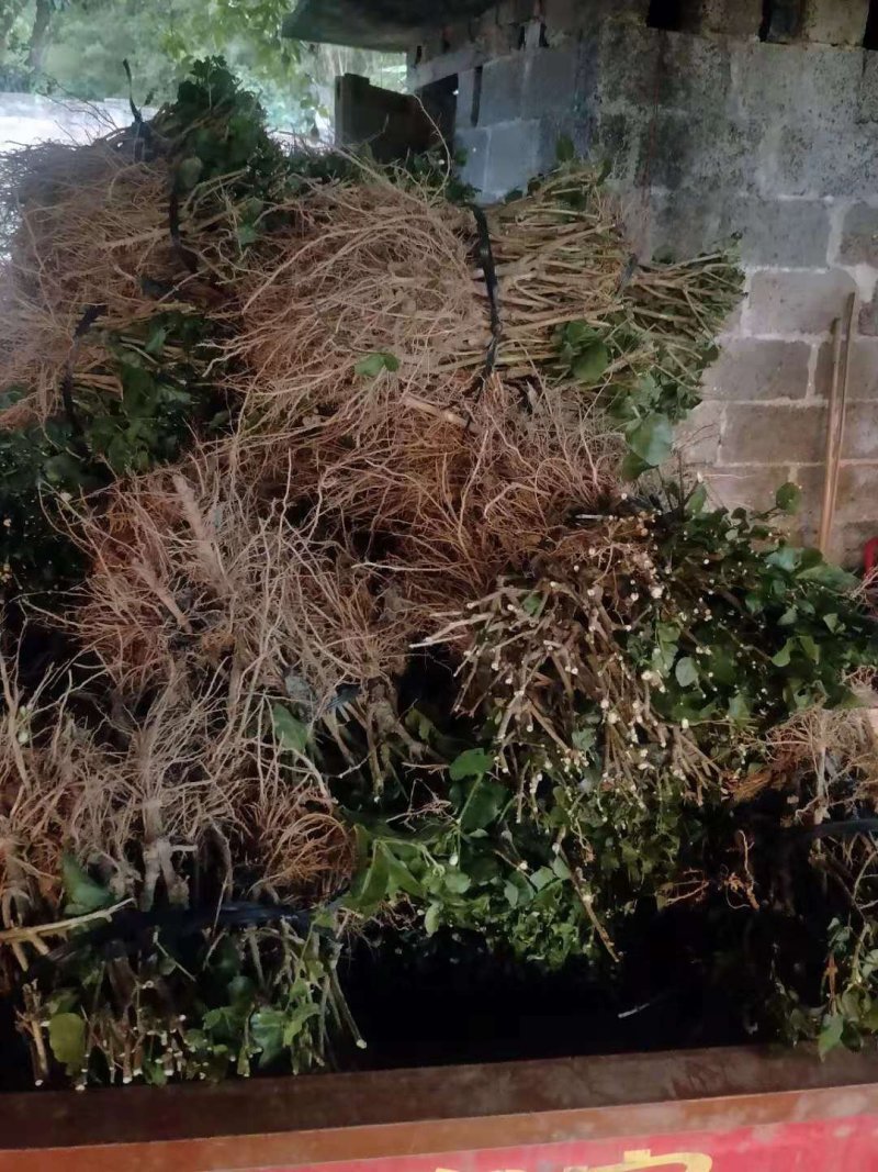 广西南宁横县大量批发茉莉花苗精品茉莉花苗