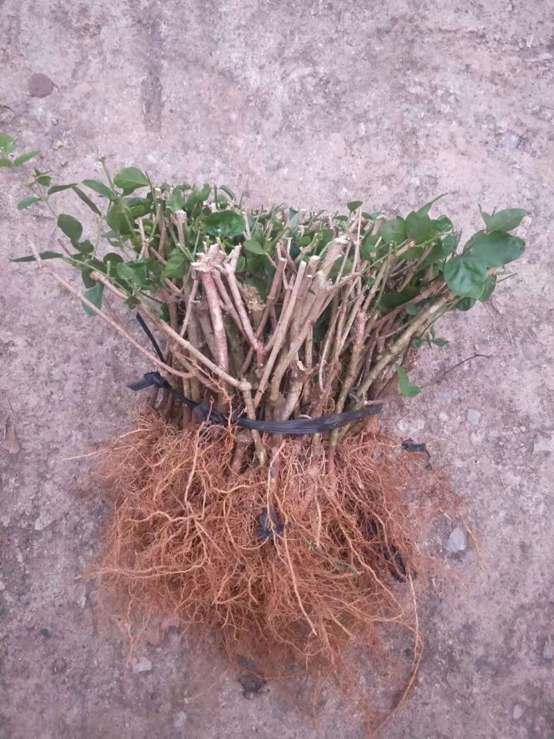 广西南宁横县大量批发茉莉花苗精品茉莉花苗