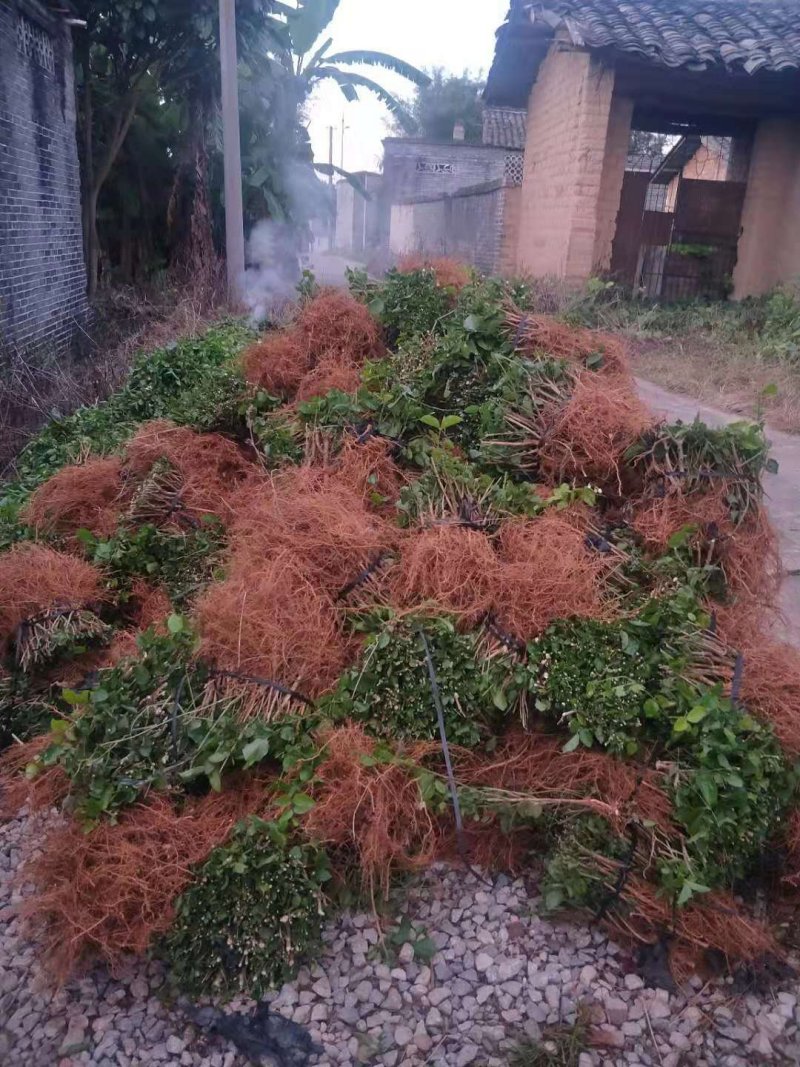 广西南宁横县大量批发茉莉花苗精品茉莉花苗