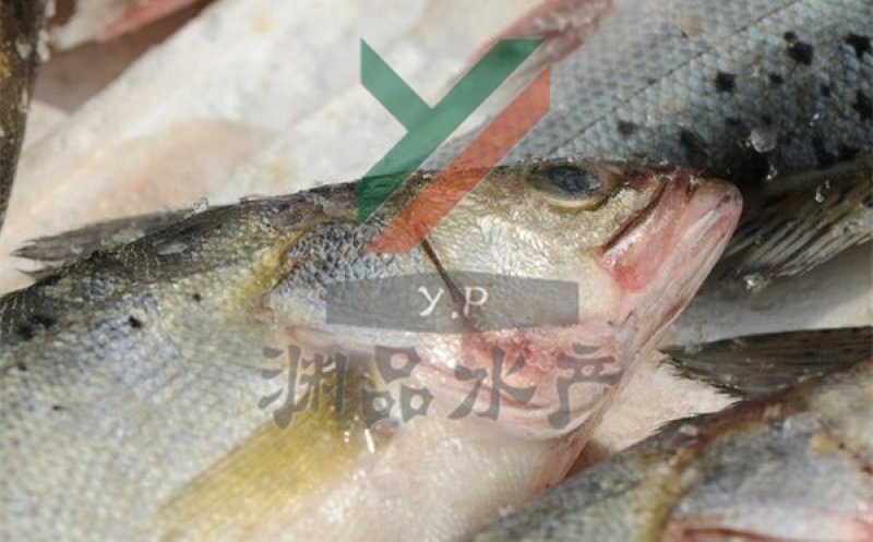 【渊品水产】养马岛特产海产品冰鲜鲈鱼