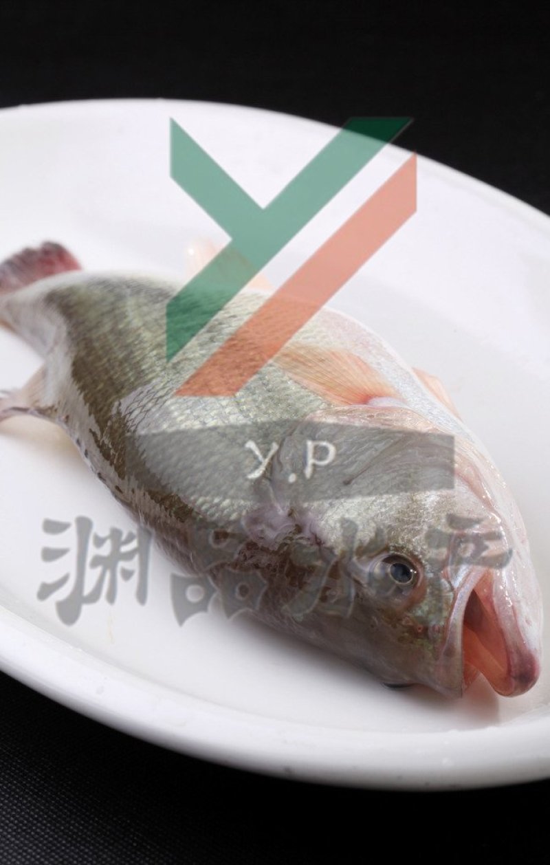 【渊品水产】养马岛特产海产品冰鲜鲈鱼