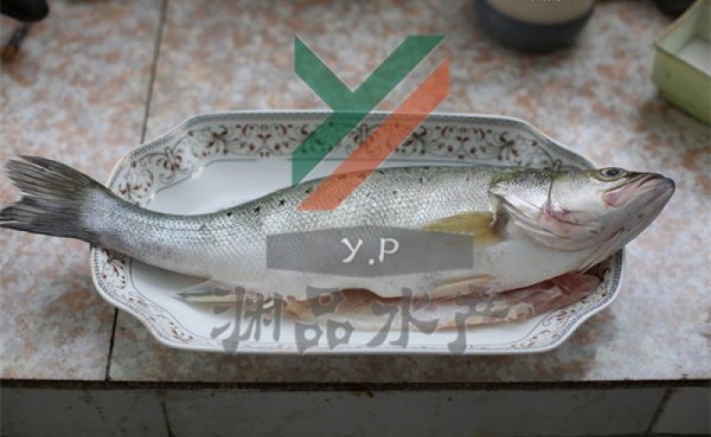 【渊品水产】养马岛特产海产品冰鲜鲈鱼