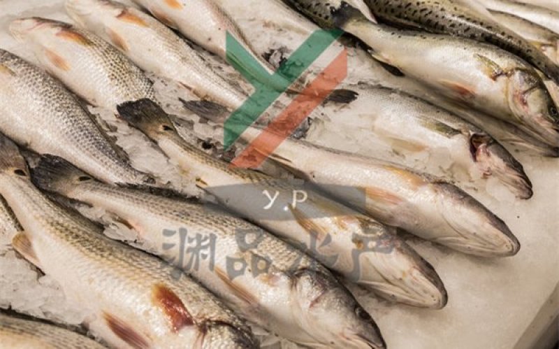 【渊品水产】养马岛特产海产品冰鲜鲈鱼