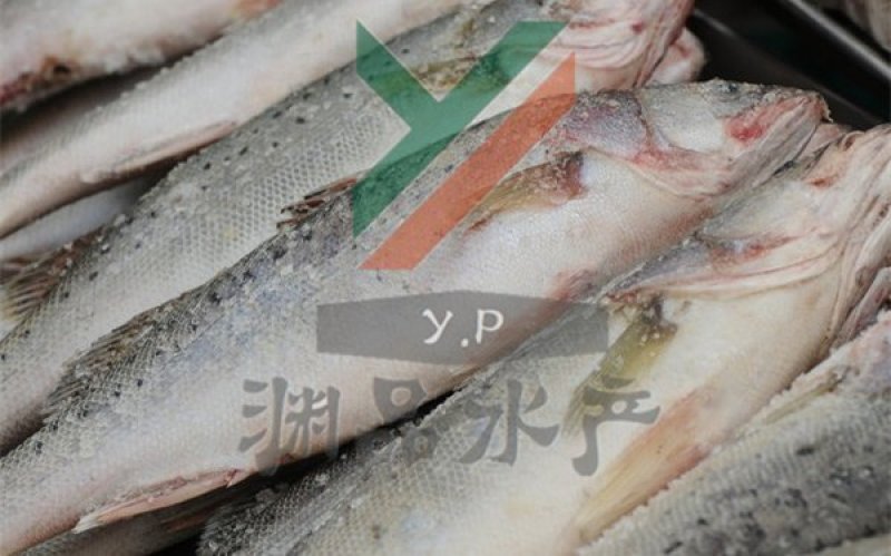 【渊品水产】养马岛特产海产品冰鲜鲈鱼