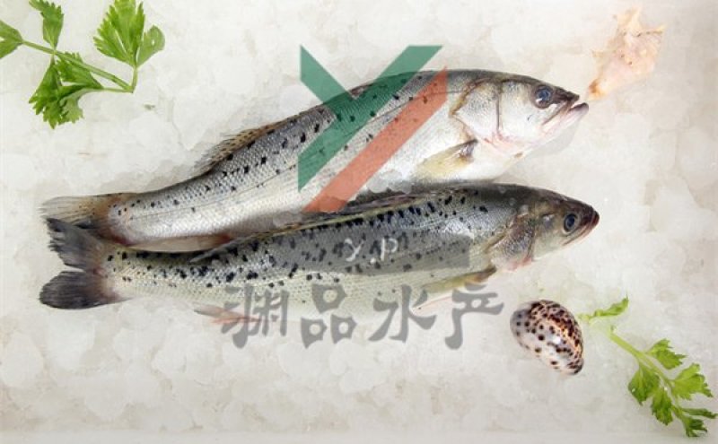 【渊品水产】养马岛特产海产品冰鲜鲈鱼