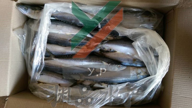【渊品水产】养马岛海产品冰鲜鲅鱼