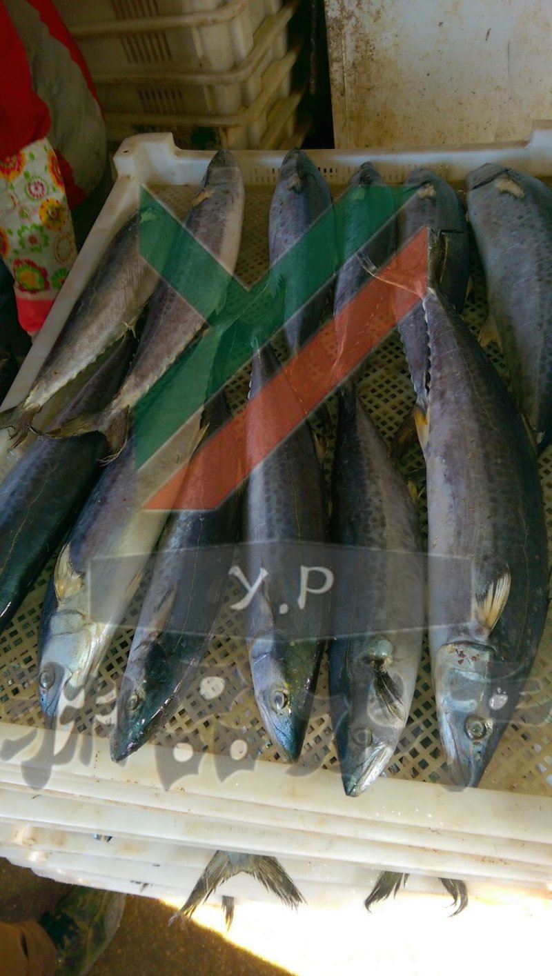 【渊品水产】养马岛海产品冰鲜鲅鱼