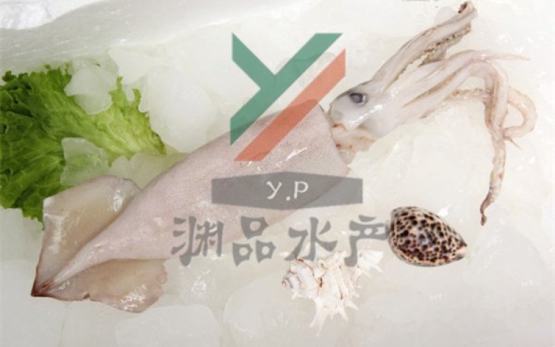 【渊品水产】养马岛海产品冰鲜鱿鱼乌贼