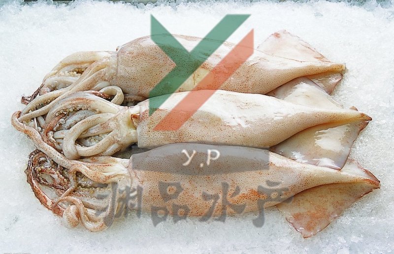 【渊品水产】养马岛海产品冰鲜鱿鱼乌贼
