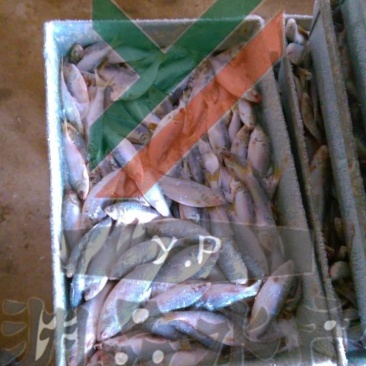 【渊品水产】养马岛野生特产天然深海海产品冰鲜饲料鱼