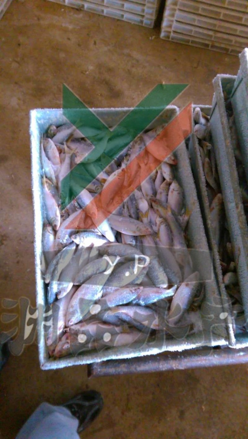 【渊品水产】养马岛野生特产天然深海海产品冰鲜饲料鱼