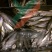 【渊品水产】养马岛野生特产天然深海海产品冰鲜饲料鱼