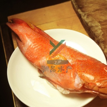 【渊品水产】养马岛海产品冰鲜红鱼