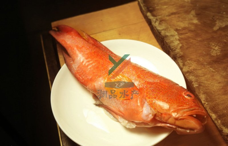 【渊品水产】养马岛海产品冰鲜红鱼