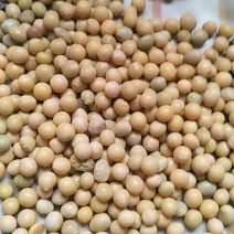 东北优良大豆40个蛋白