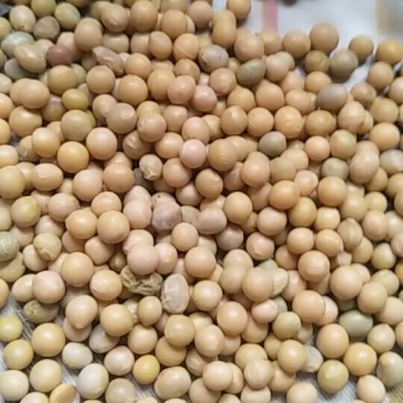 东北优良大豆40个蛋白