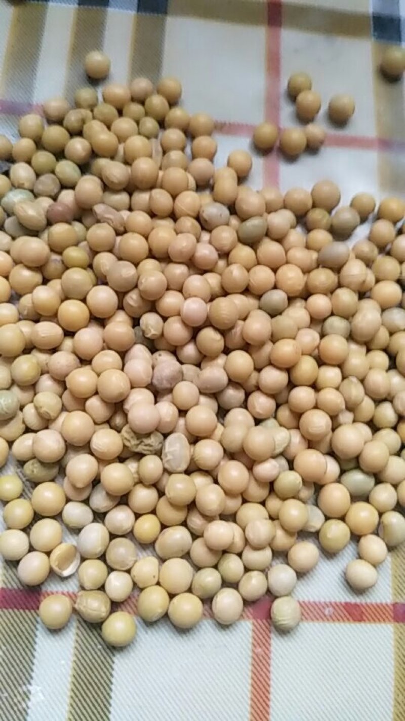 东北优良大豆40个蛋白