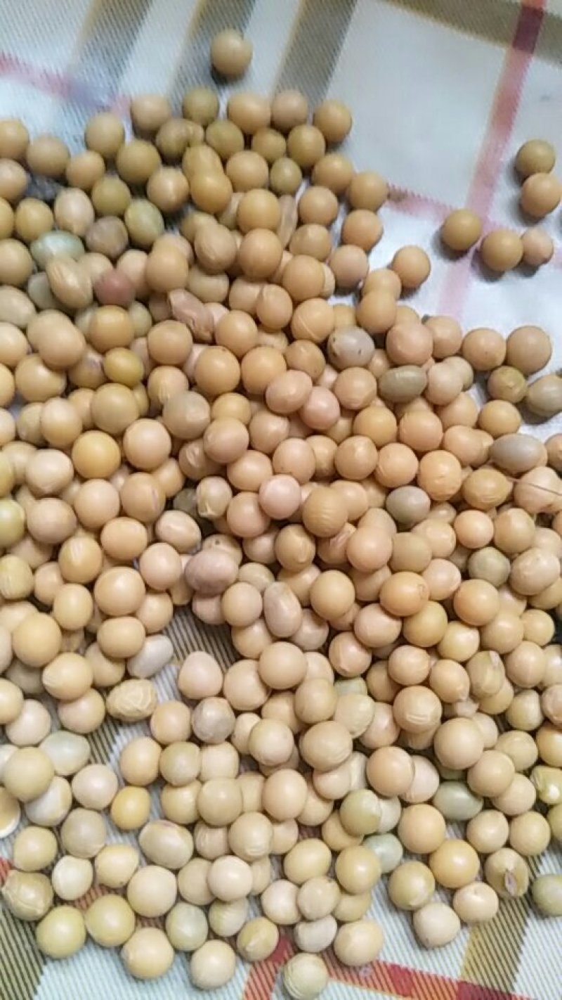东北优良大豆40个蛋白