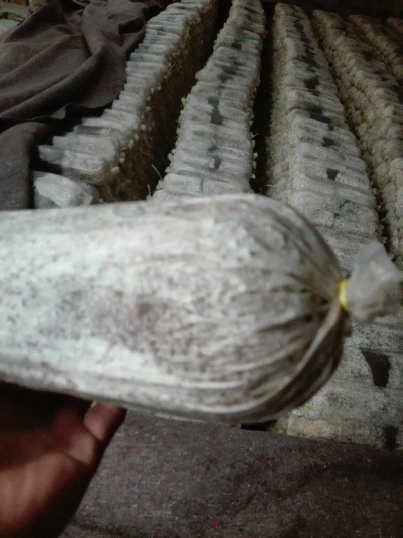 毛木耳栽培菌棒
