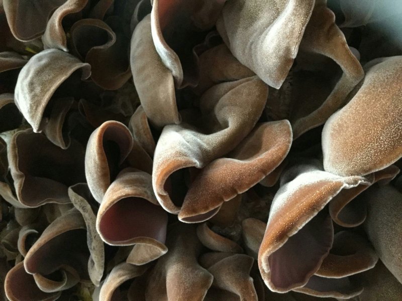 毛木耳栽培菌棒