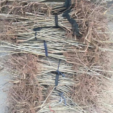 黄油香椿苗大棚用香椿苗籽播一年生香椿苗量大价优