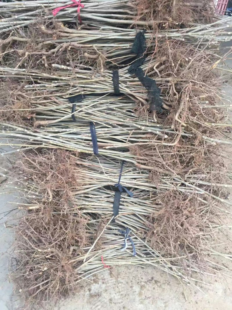 黄油香椿苗大棚用香椿苗籽播一年生香椿苗量大价优