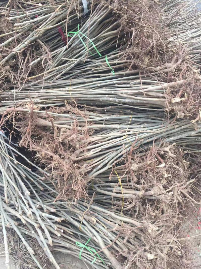 黄油香椿苗大棚用香椿苗籽播一年生香椿苗量大价优