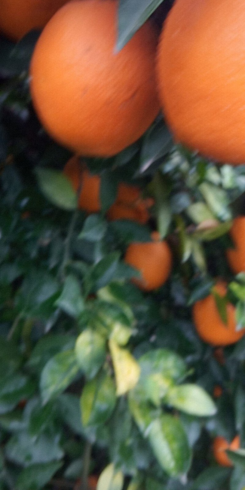 赣南脐橙树苗