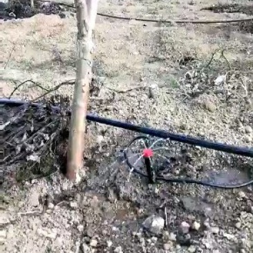 果树滴灌