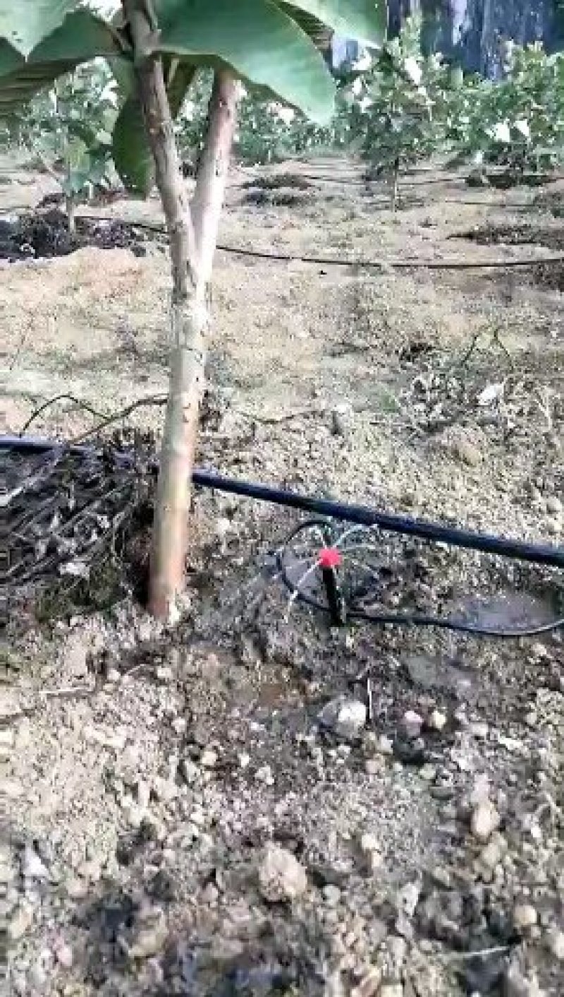 果树滴灌