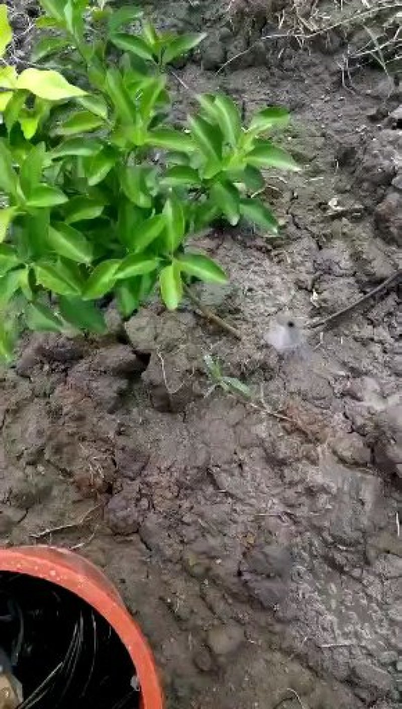 果树滴灌