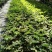 泰国樱花苗花旗木袋苗庭园盆栽绿化树花大而美丽