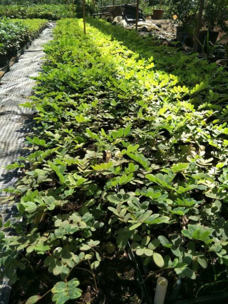 泰国樱花苗花旗木袋苗庭园盆栽绿化树花大而美丽