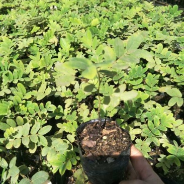 泰国樱花苗花旗木袋苗庭园盆栽绿化树花大而美丽