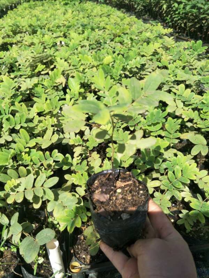 泰国樱花苗花旗木袋苗庭园盆栽绿化树花大而美丽