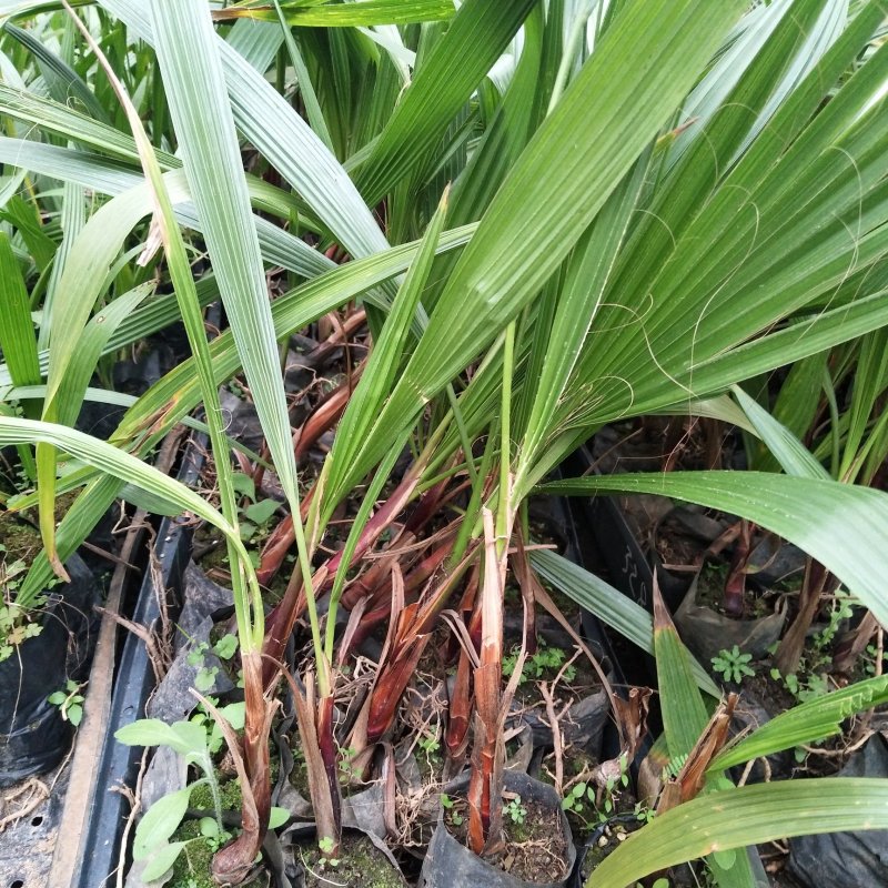 老人葵苗华棕棕榈科植物