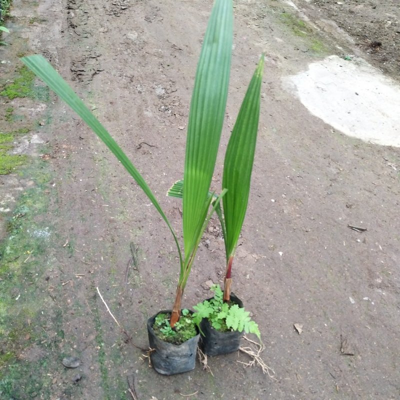 老人葵苗华棕棕榈科植物