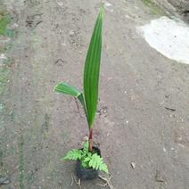 老人葵苗华棕棕榈科植物